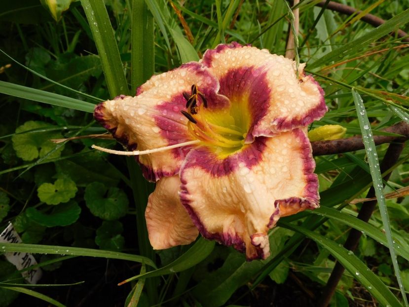  - Hemerocallis 2020