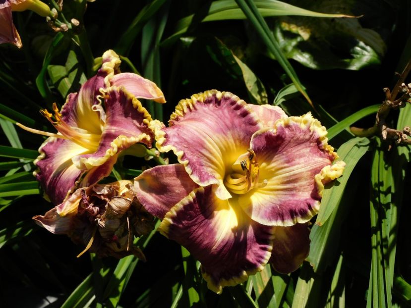  - Hemerocallis 2020