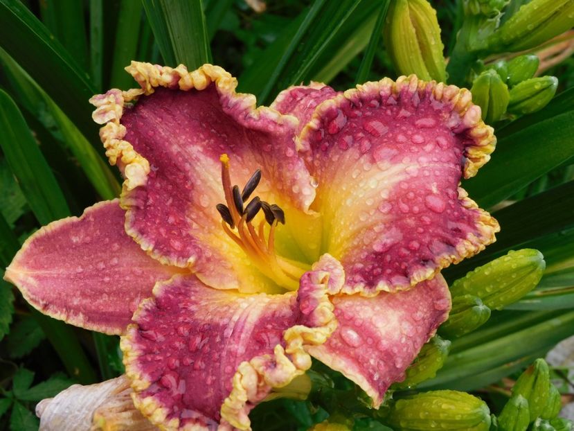  - Hemerocallis 2020