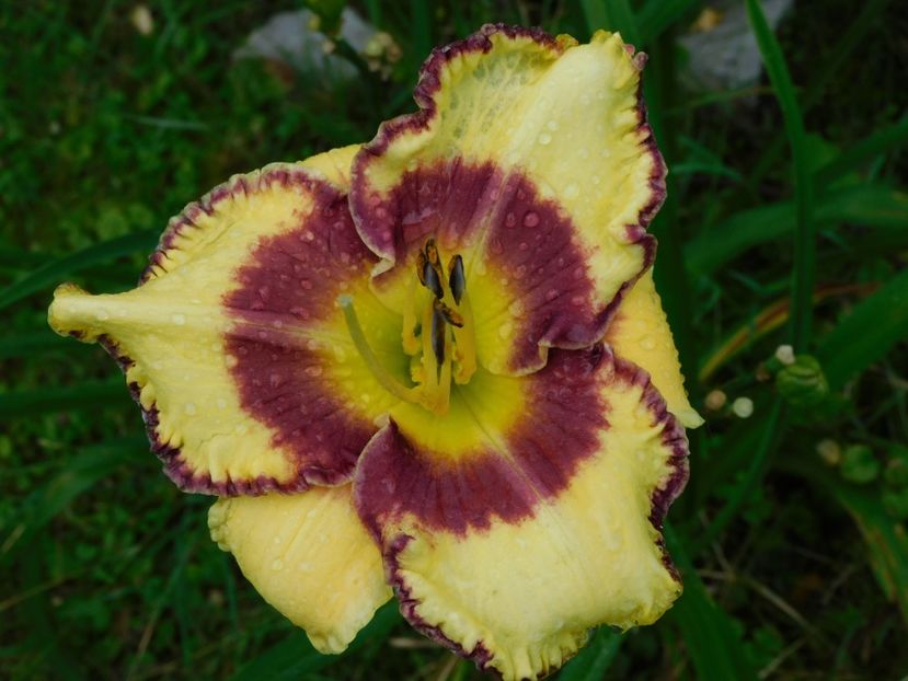  - Hemerocallis 2020