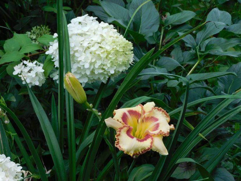 - Hemerocallis 2020