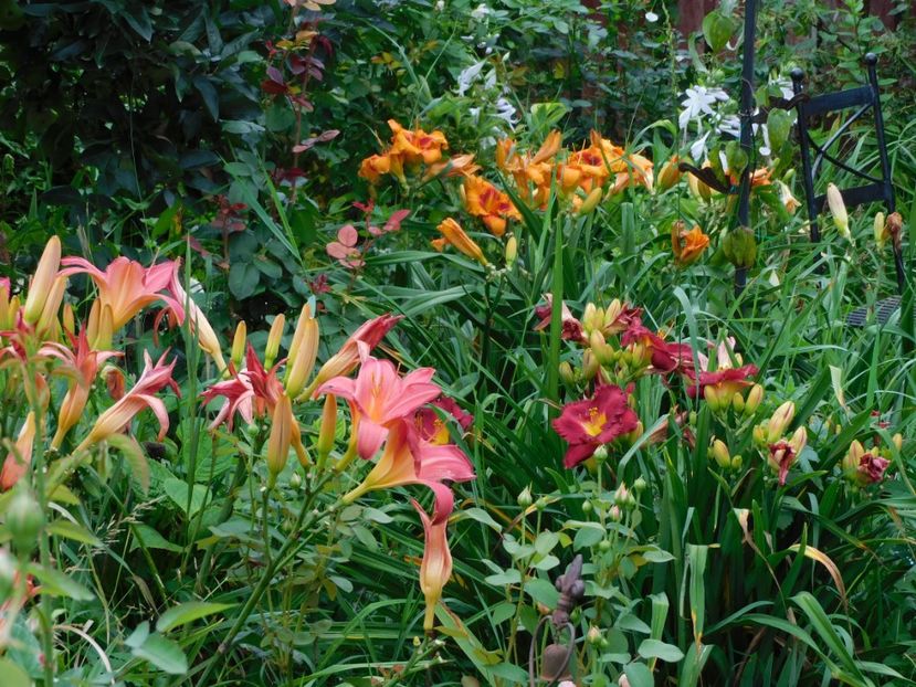  - Hemerocallis 2020