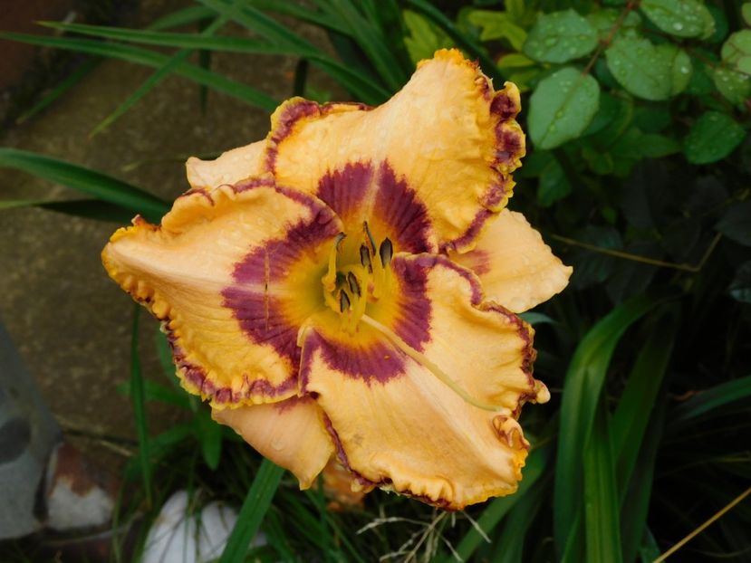  - Hemerocallis 2020