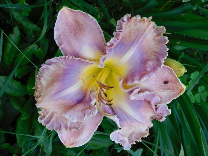  - Hemerocallis 2020