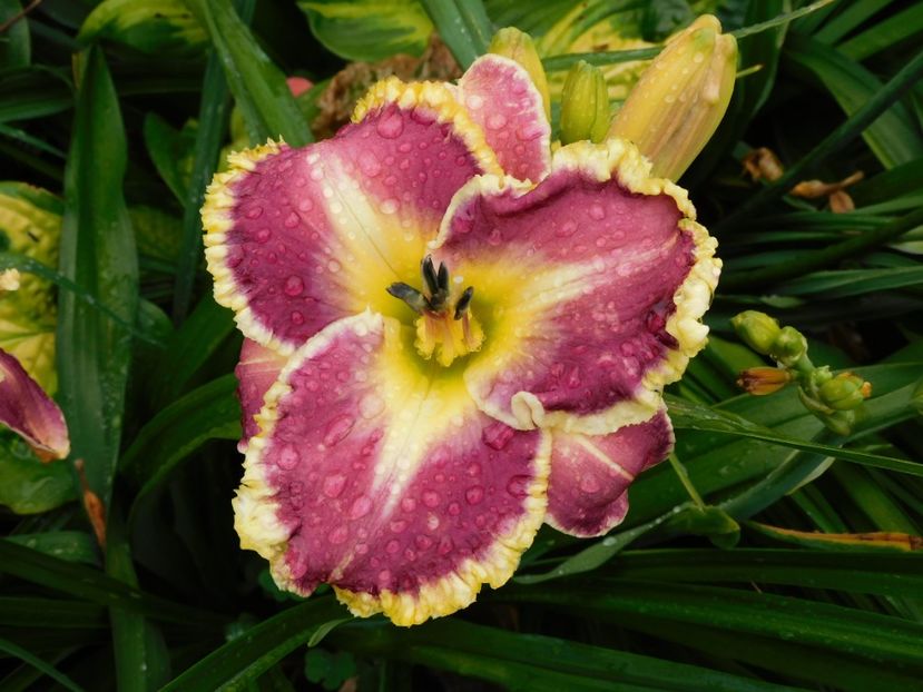  - Hemerocallis 2020