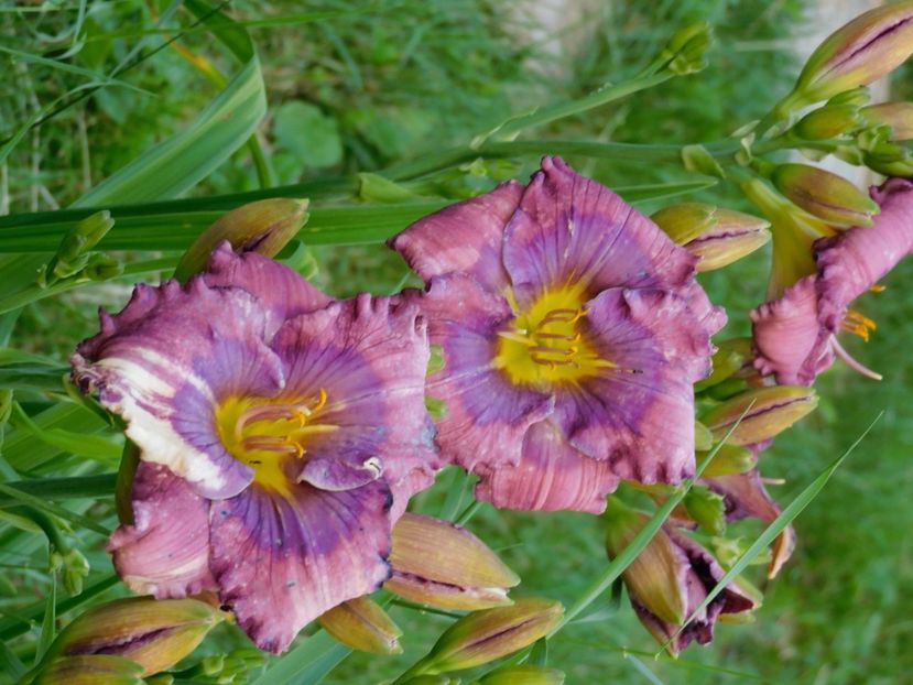  - Hemerocallis 2020