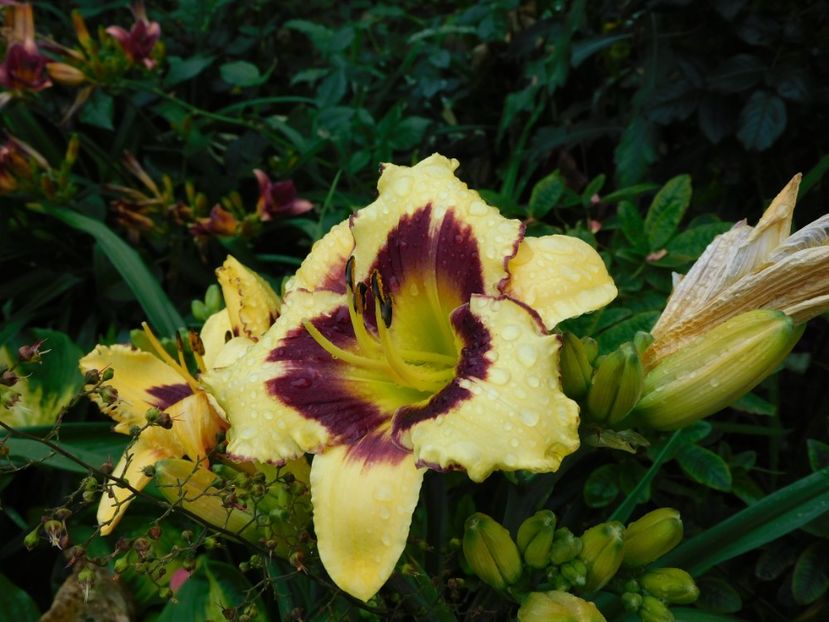  - Hemerocallis 2020