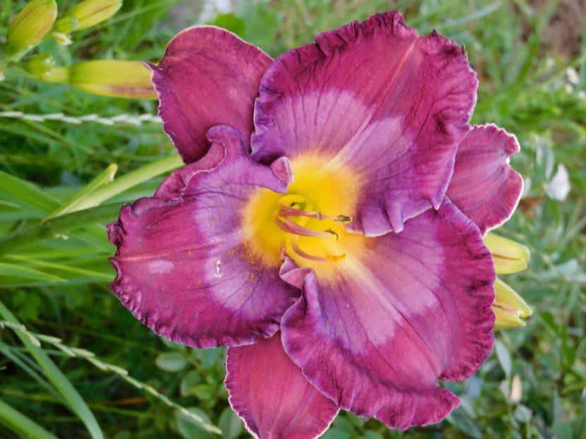  - Hemerocallis 2020
