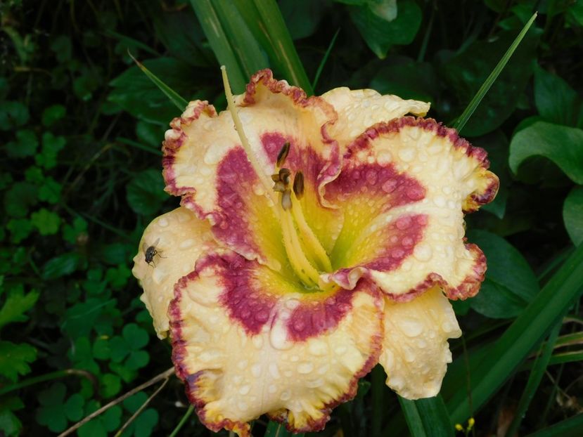 - Hemerocallis 2020