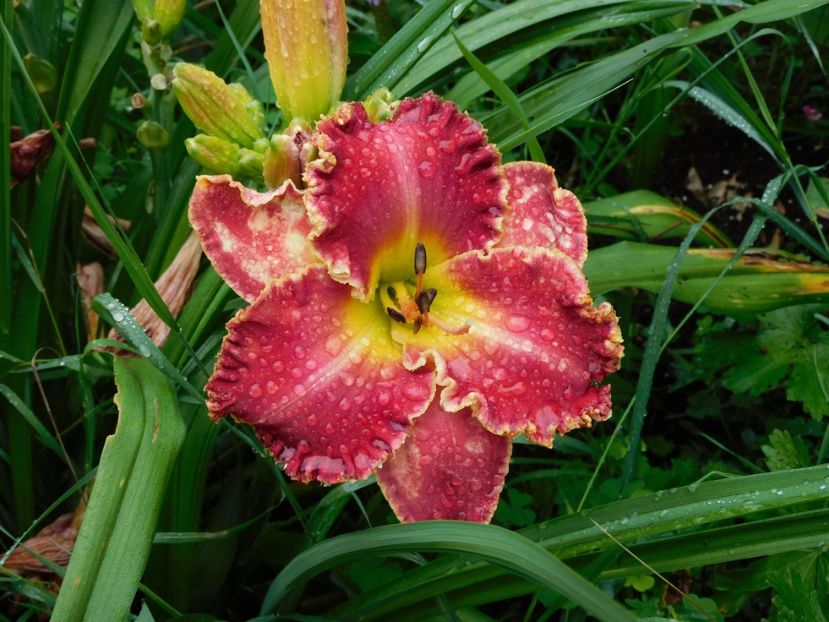  - Hemerocallis 2020