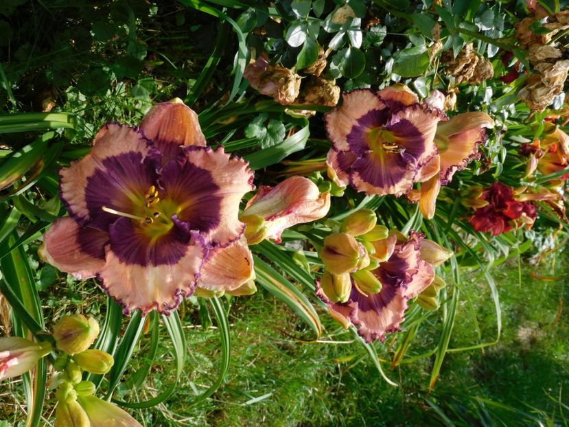  - Hemerocallis 2020