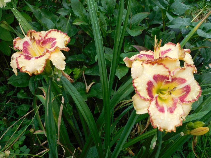  - Hemerocallis 2020