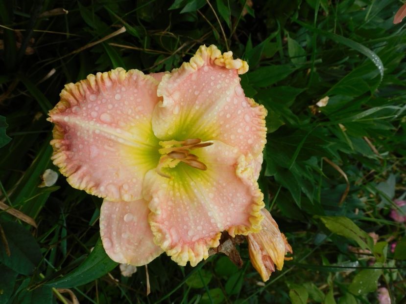  - Hemerocallis 2020