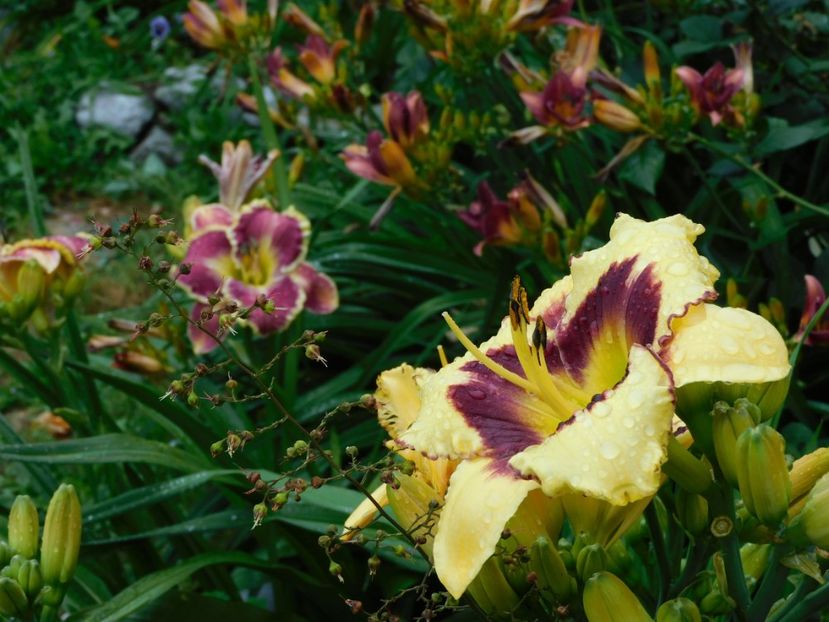  - Hemerocallis 2020