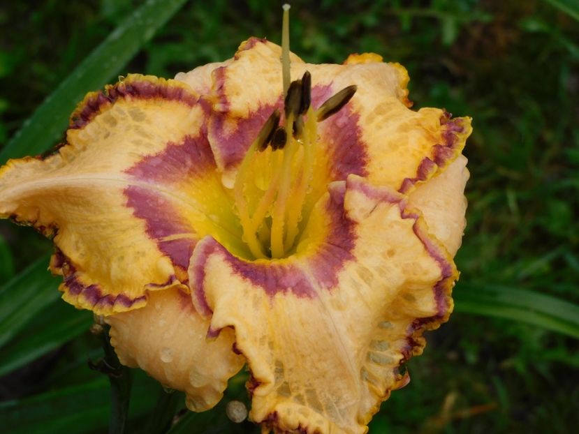  - Hemerocallis 2020