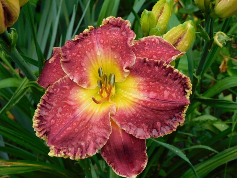  - Hemerocallis 2020
