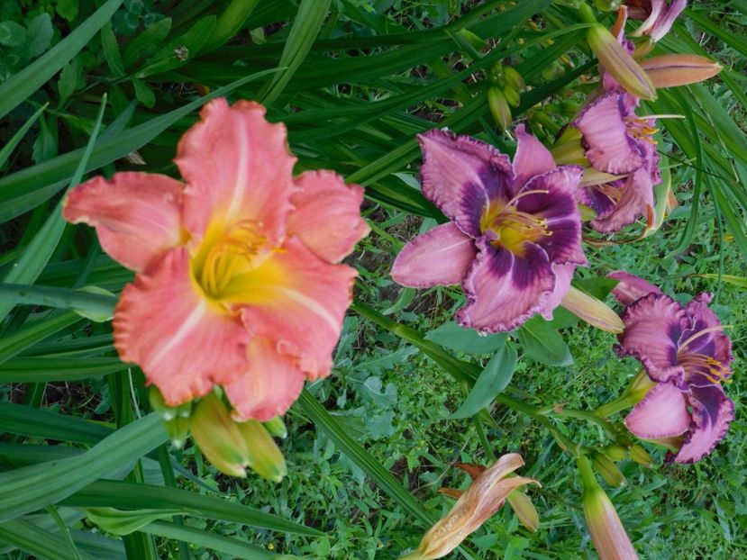  - Hemerocallis 2020