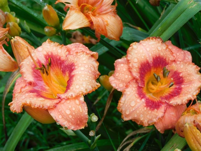 - Hemerocallis 2020