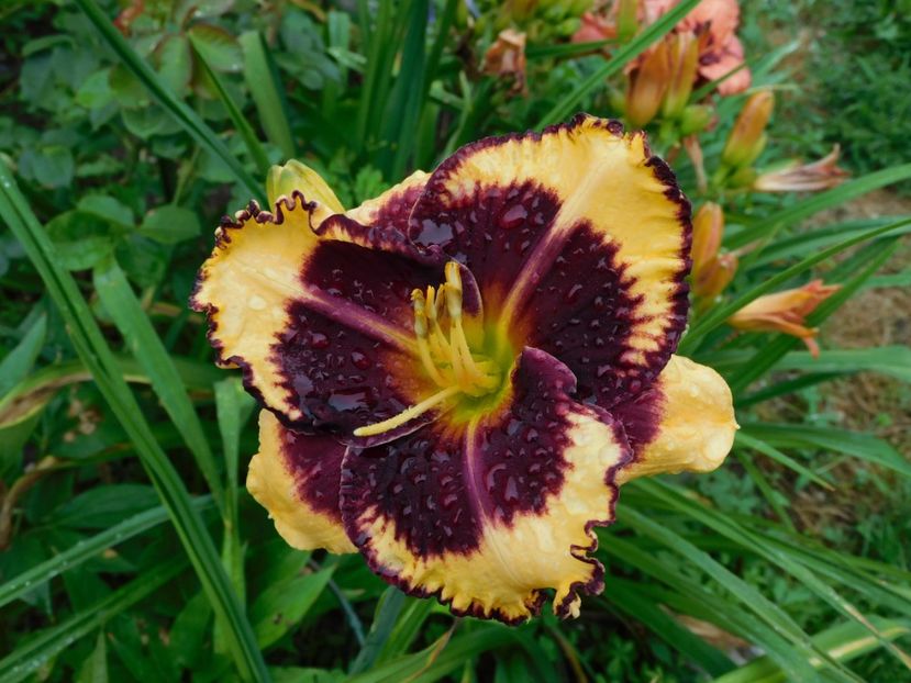  - Hemerocallis 2020