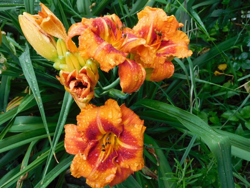  - Hemerocallis 2020