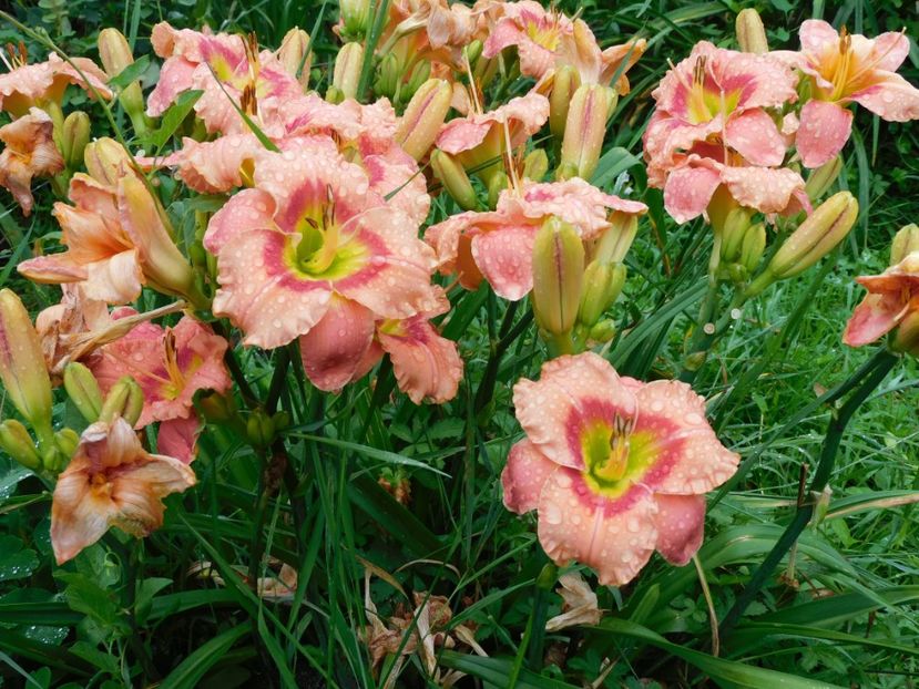  - Hemerocallis 2020