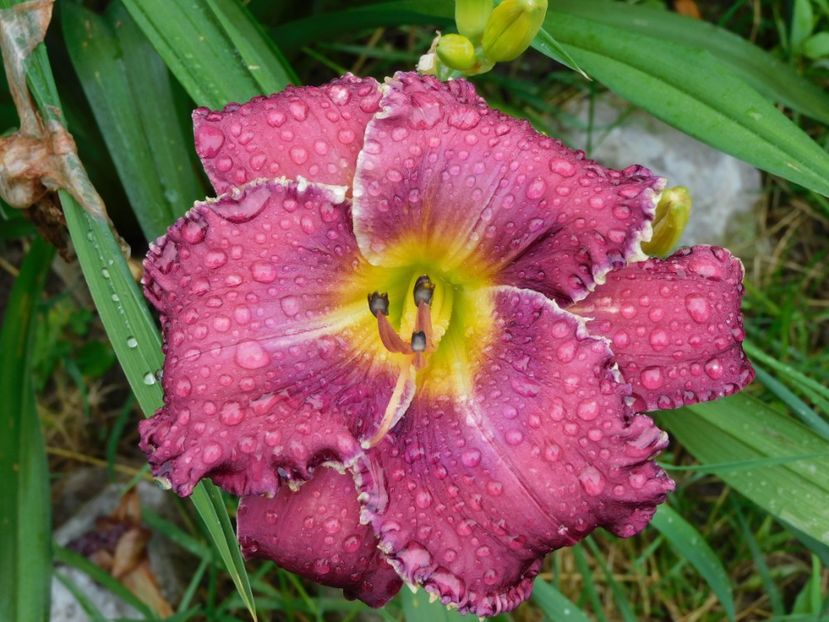  - Hemerocallis 2020