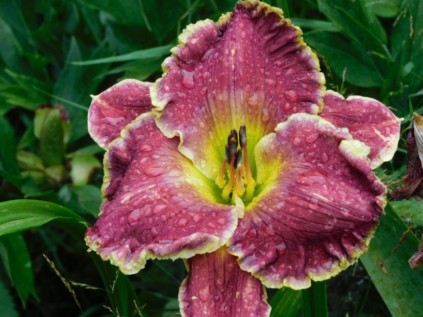  - Hemerocallis 2020