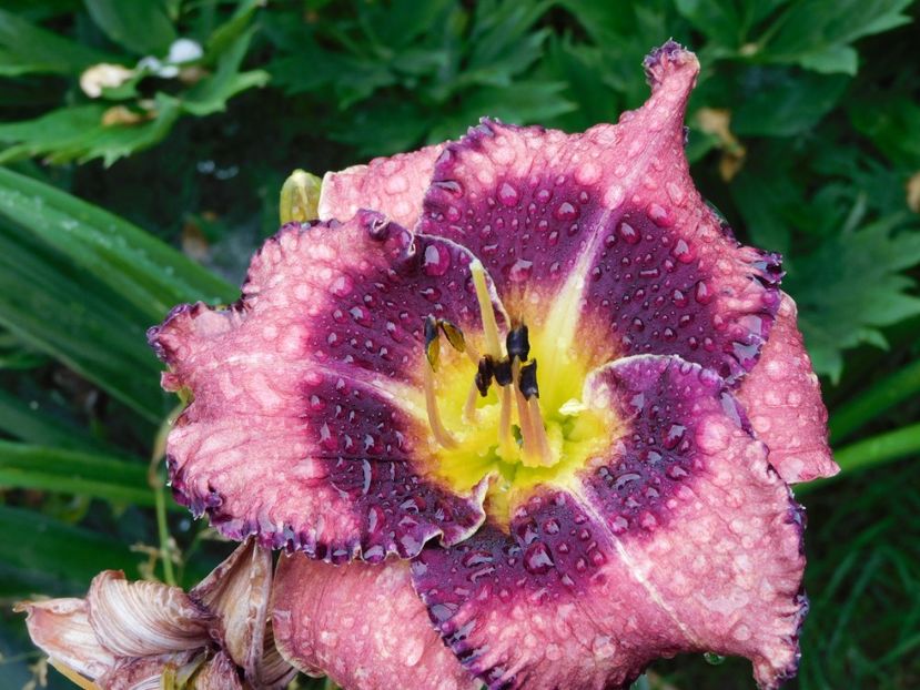 - Hemerocallis 2020