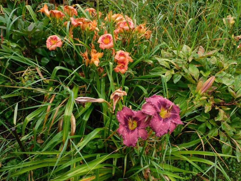  - Hemerocallis 2020