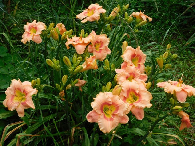  - Hemerocallis 2020