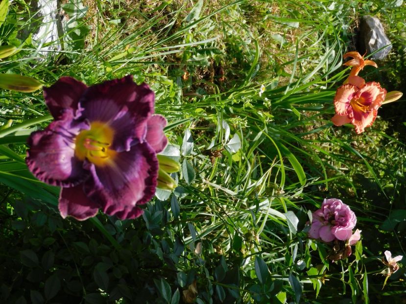  - Hemerocallis 2020
