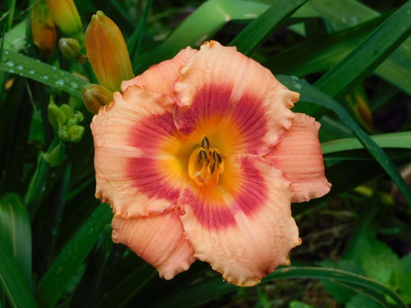  - Hemerocallis 2020