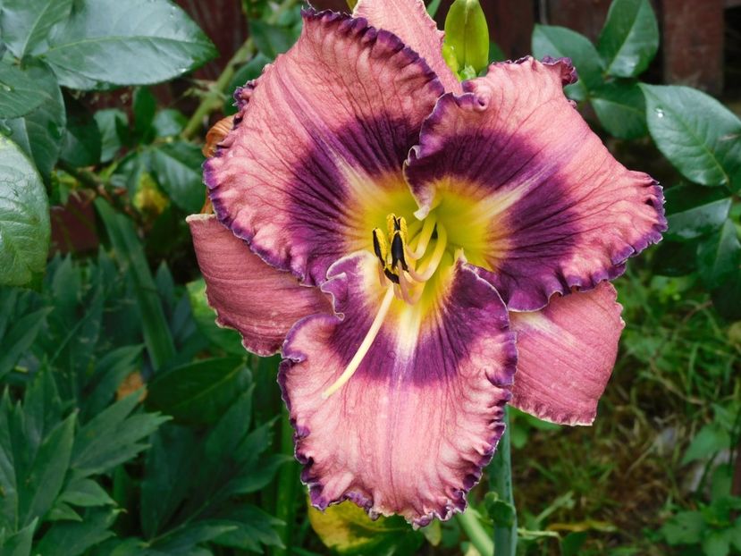  - Hemerocallis 2020