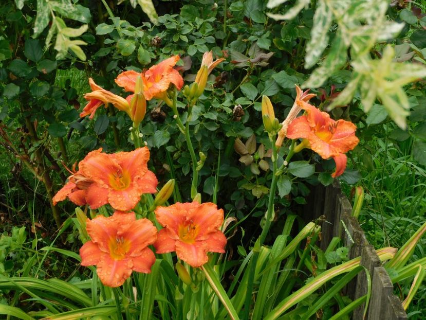  - Hemerocallis 2020
