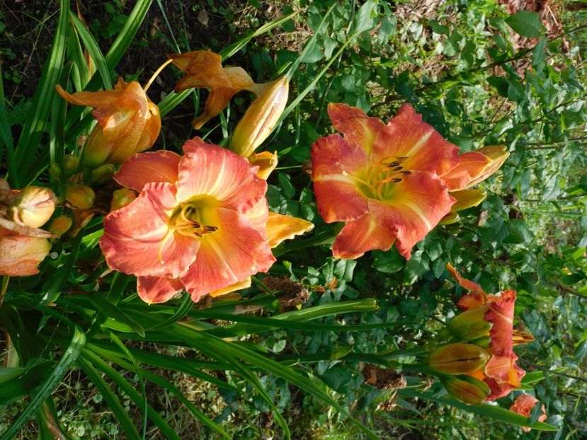  - Hemerocallis 2020