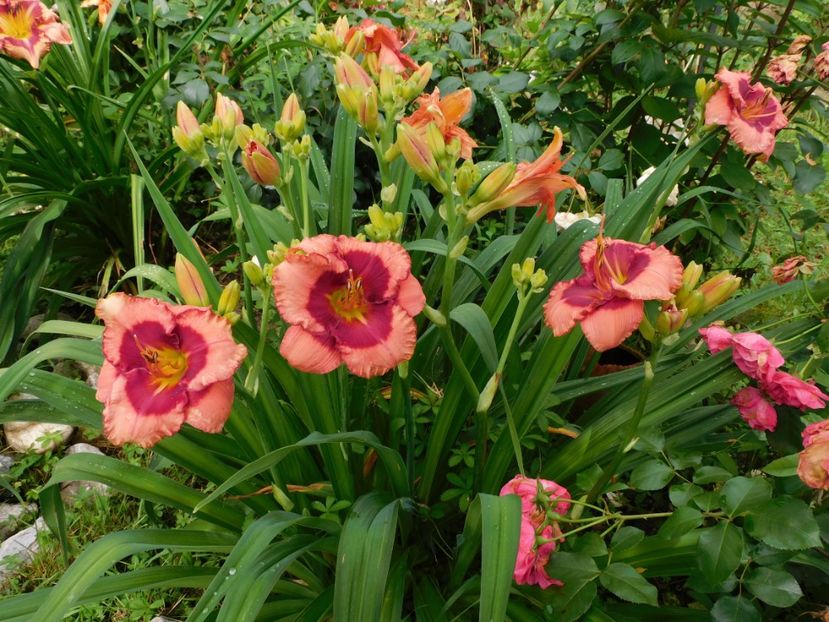  - Hemerocallis 2020