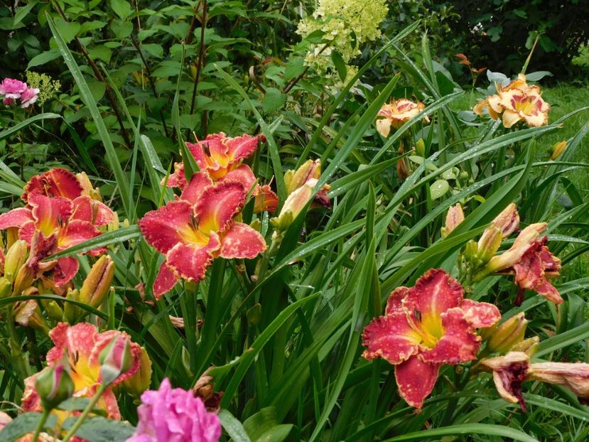  - Hemerocallis 2020