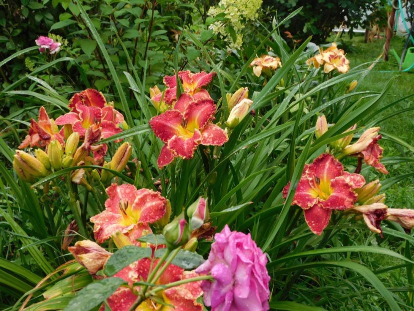  - Hemerocallis 2020
