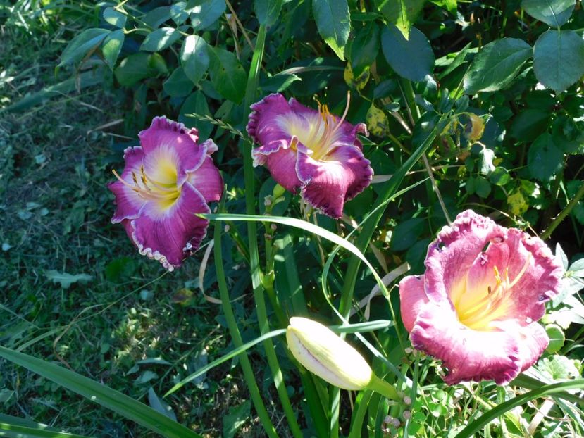  - Hemerocallis 2020