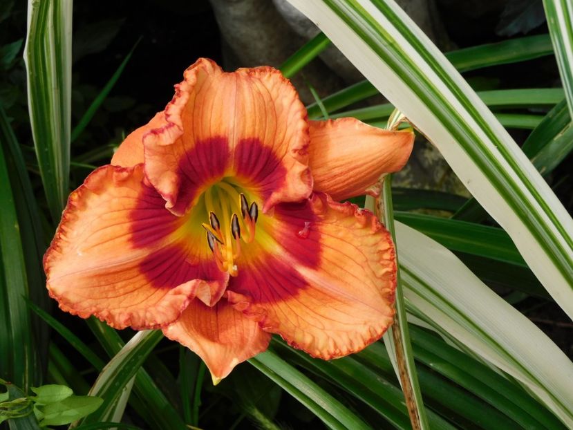  - Hemerocallis 2020
