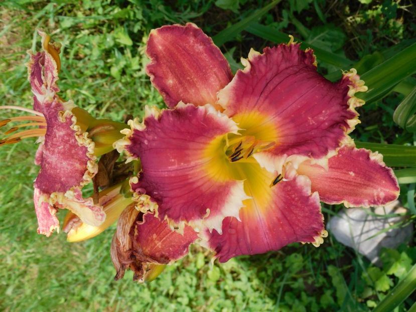  - Hemerocallis 2020