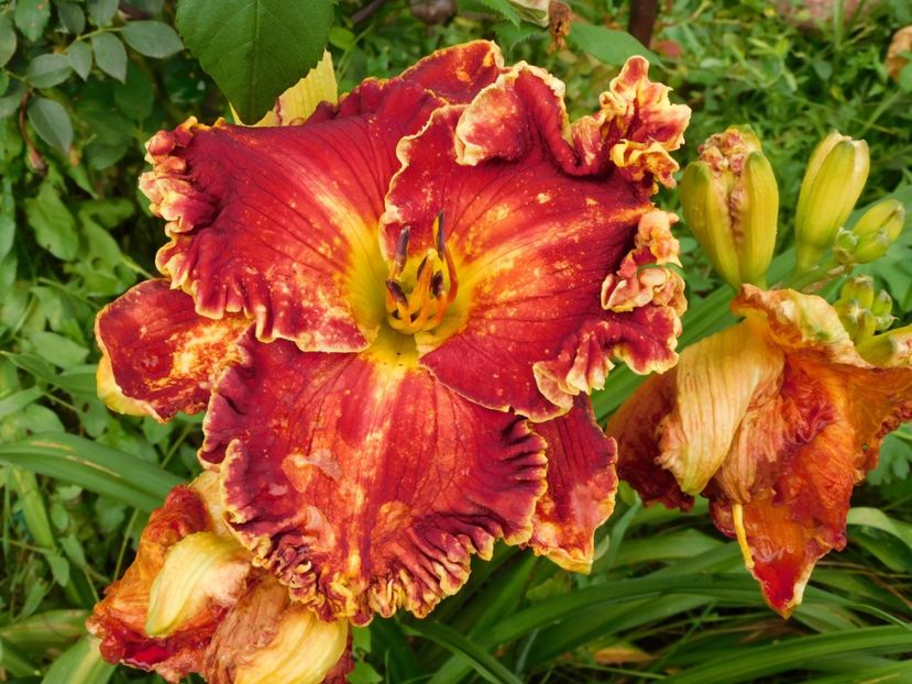  - Hemerocallis 2020