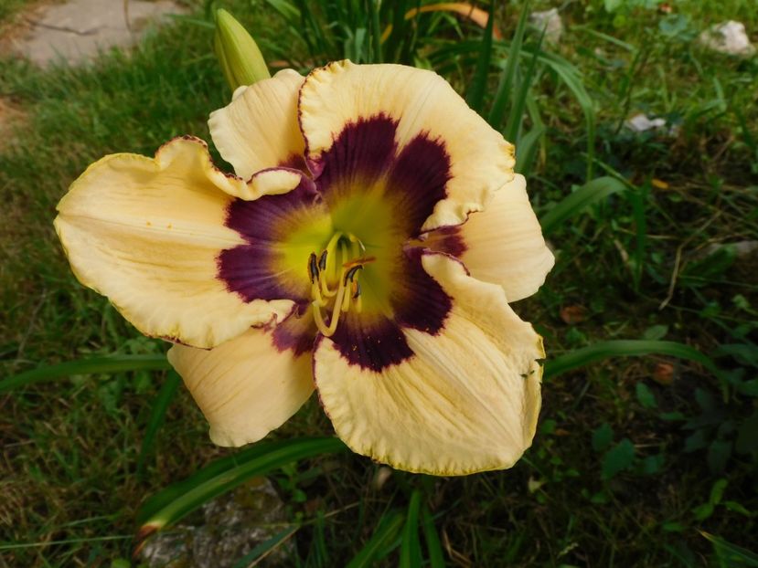  - Hemerocallis 2020