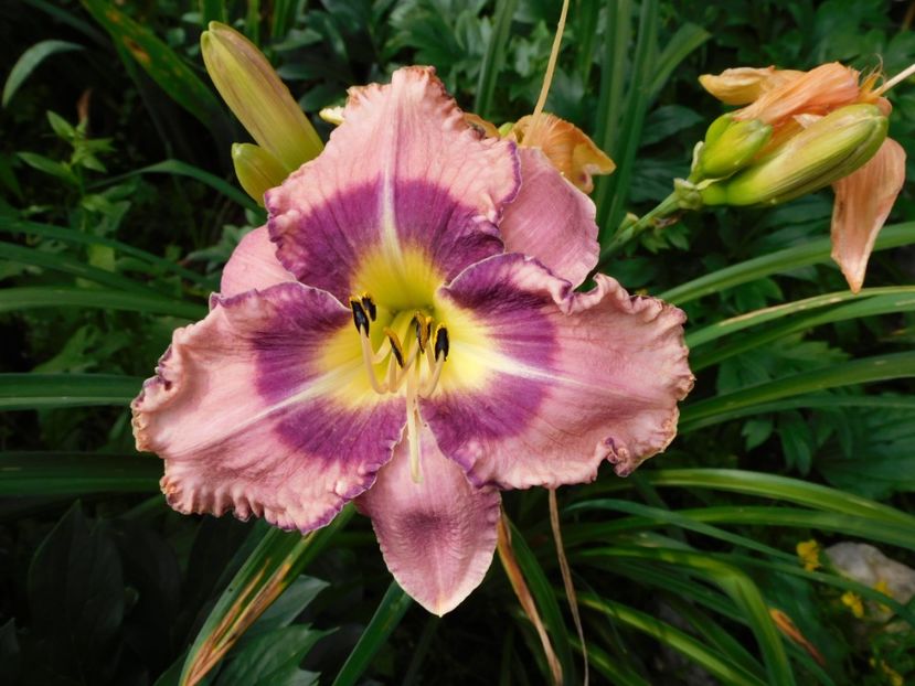  - Hemerocallis 2020