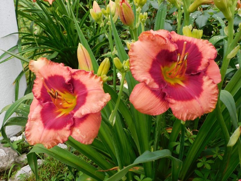  - Hemerocallis 2020