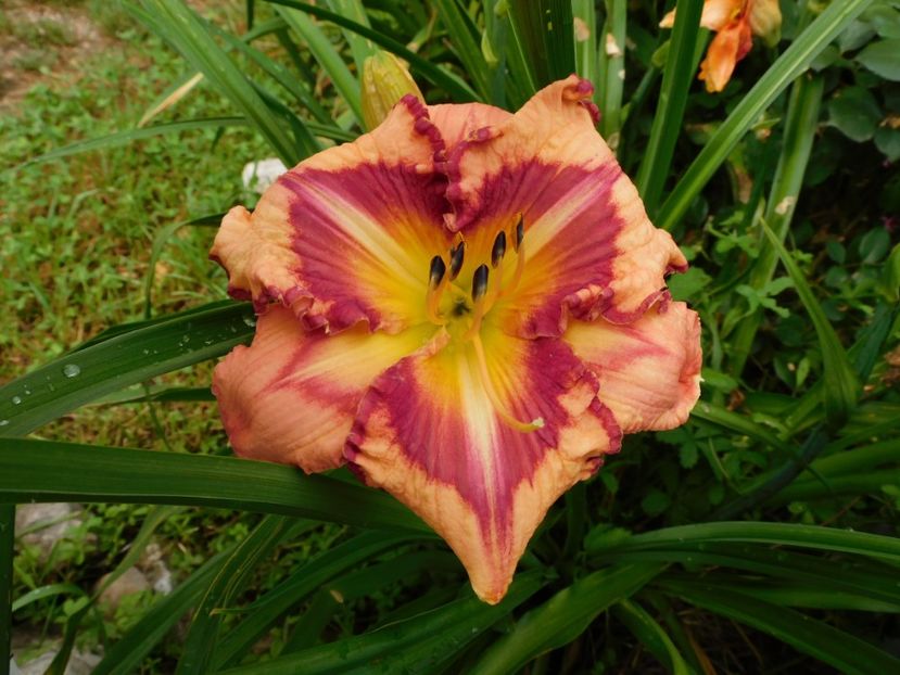  - Hemerocallis 2020