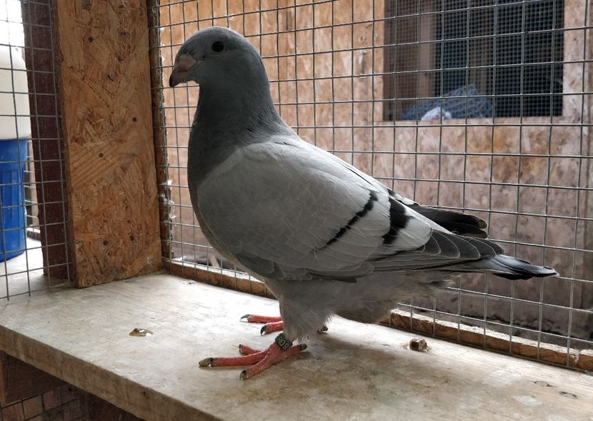 444 - Pui voiajor standard 2020