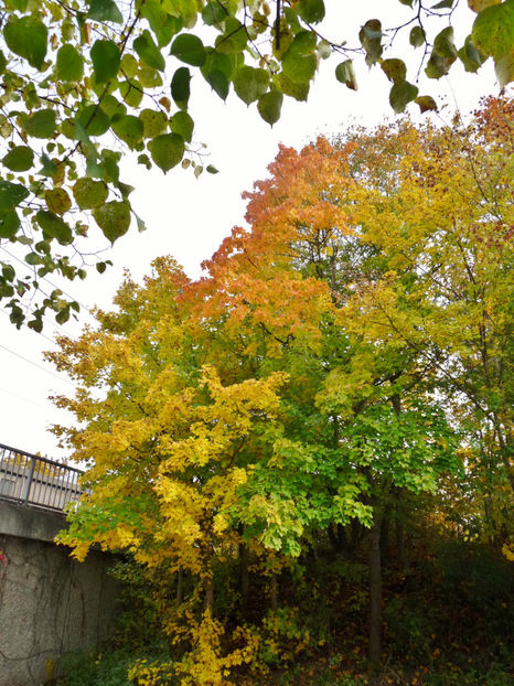  - 2020 - 03 - Toamna