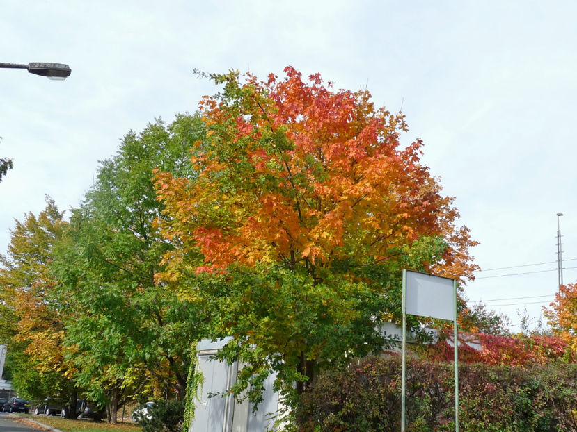  - 2020 - 03 - Toamna