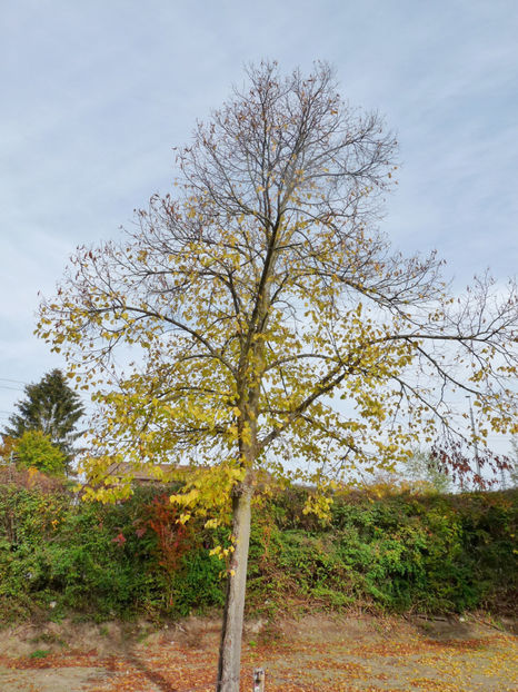  - 2020 - 03 - Toamna